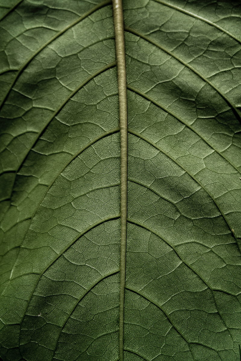 leaf, macro, green, stem, HD phone wallpaper