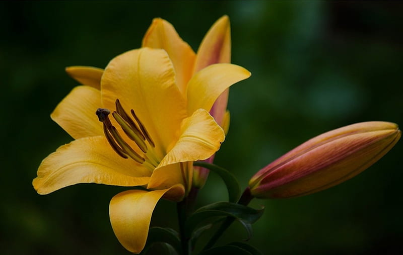 Yellow Lily, lily, yellow, flowers, bonito, HD wallpaper