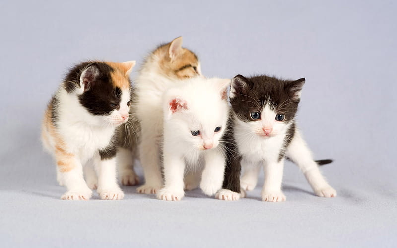 BEST FRIENDS, amazing, kittens, bonito, animal, 2d, nice, 3d, cool, cats, HD  wallpaper | Peakpx