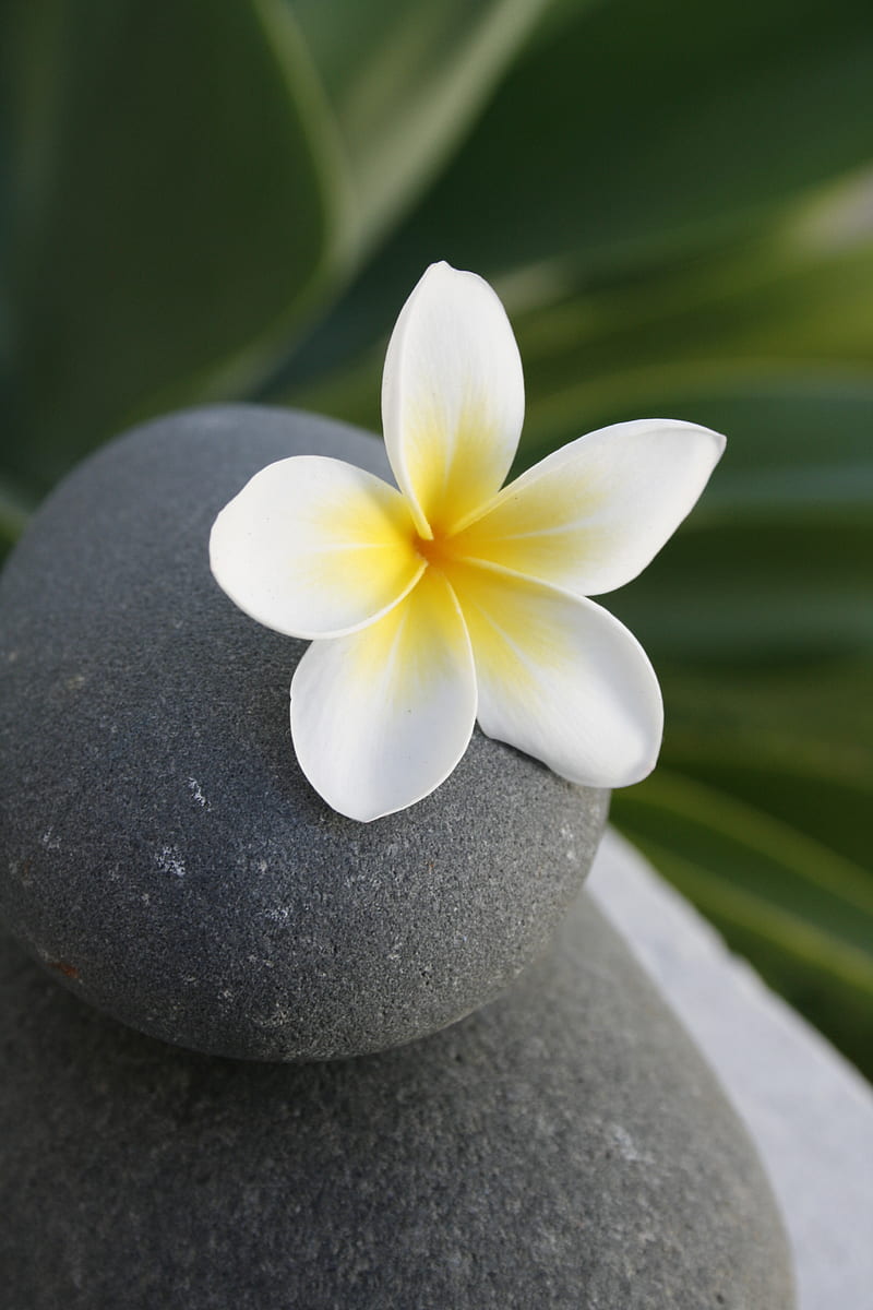 flower, stone, meditation, balance, HD phone wallpaper