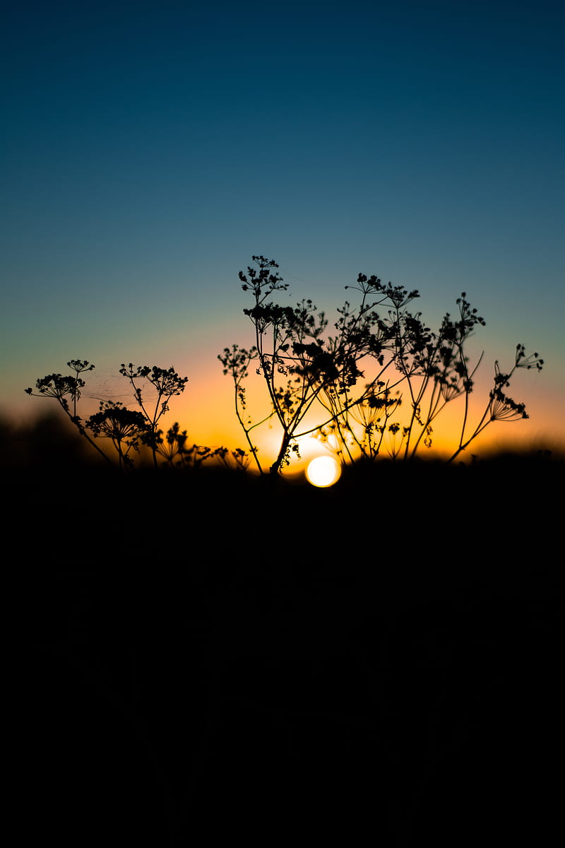 grass, sunset, sky, sun, blur, HD phone wallpaper