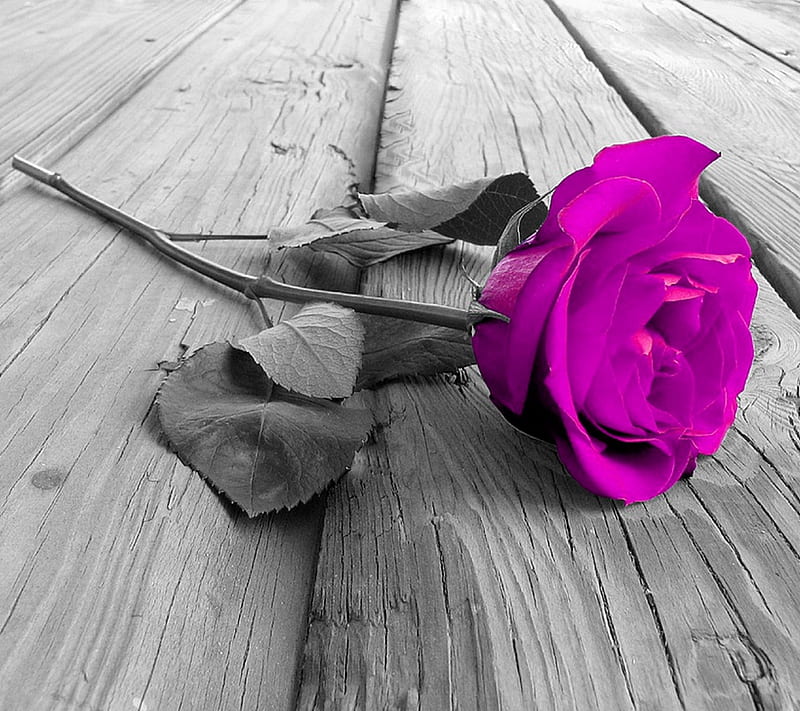 purple rose, flower, love, natural, nature, new, nice, romantic, HD wallpaper