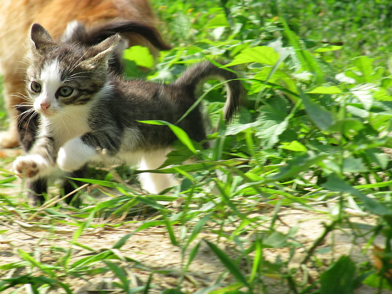 Run, kitty, run!, cute, green, running, funny, cat, kitten, pisica, HD wallpaper