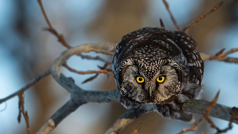 Closeup View Of Yellow Eyes Black Owl Owl, HD wallpaper