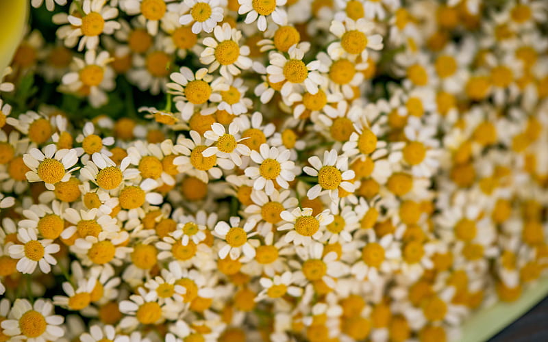 chamomile, bokeh, white flowers, daisies, summer flowers, bouquet of daisies, HD wallpaper
