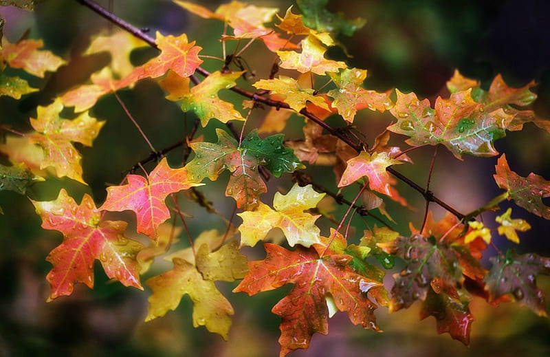 Autumn Maple Leaves, Fall, maple, maple leaves, rain drops, drops, leaves, water, rain, branches, Autumn, HD wallpaper