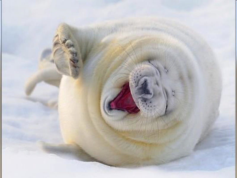 Must of been a funny joke!, seal, snow, laugh, ice, funny, white, HD wallpaper