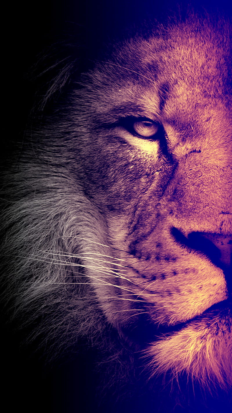 Lion, wild, HD phone wallpaper