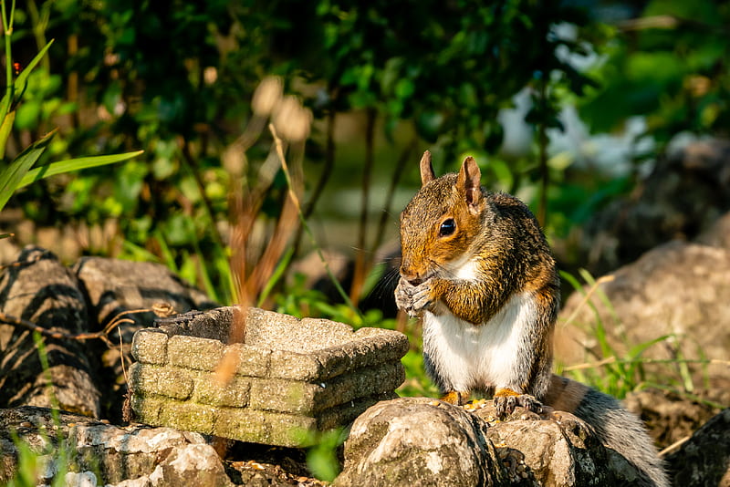 squirrel, rodent, animal, stones, HD wallpaper