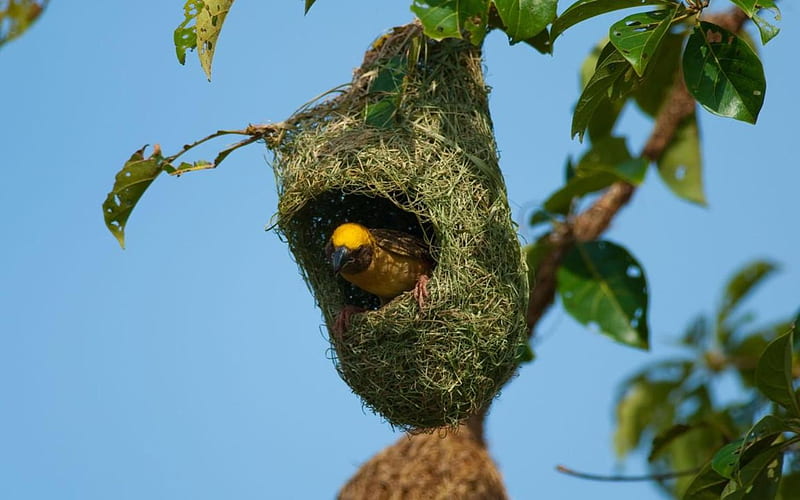 Weaver Bird Nest, nest, weaver, bird, animal, HD wallpaper