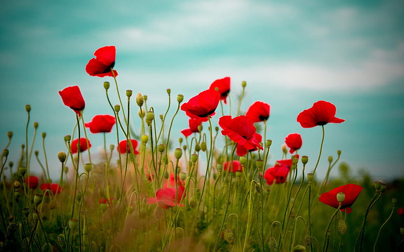 beautiful poppy field-Flowers, HD wallpaper