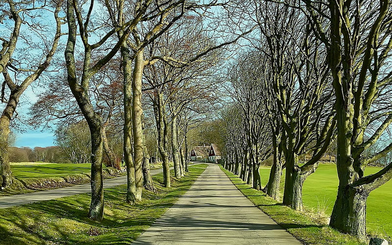 Homeward Way, tree alley, road, trees, houses, HD wallpaper