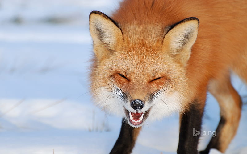 Snow red fox-Bing theme, HD wallpaper