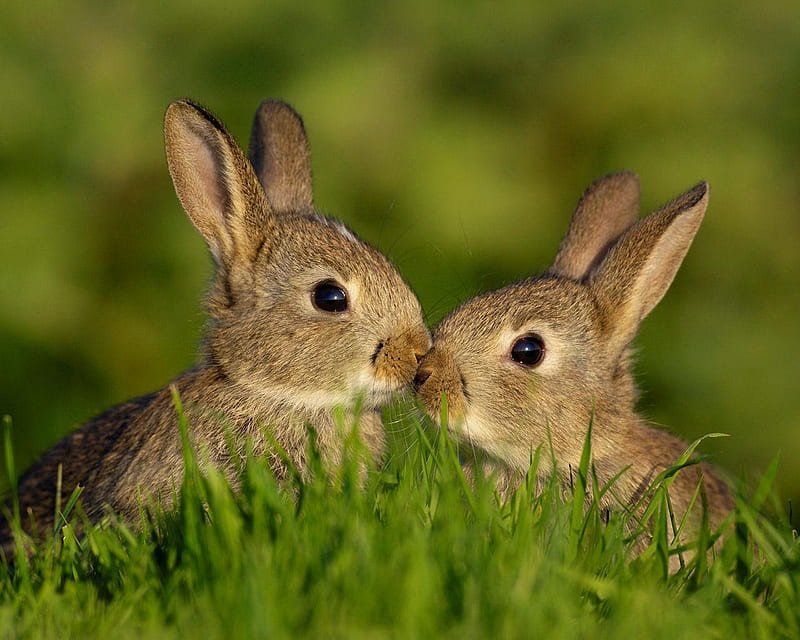 Bunny Love, grass, ears, kissing, green, two, rabbits, nature, bunnies, eyes, fur, animals, HD wallpaper