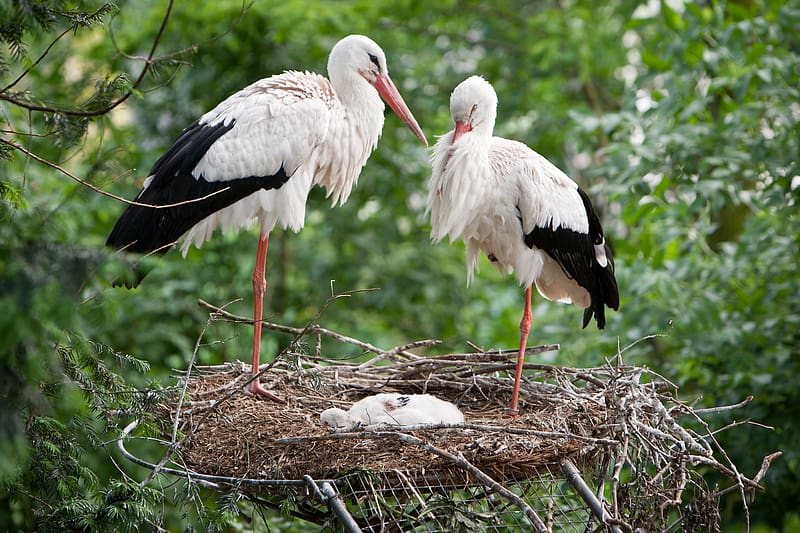 Birds, Animal, White Stork, HD wallpaper