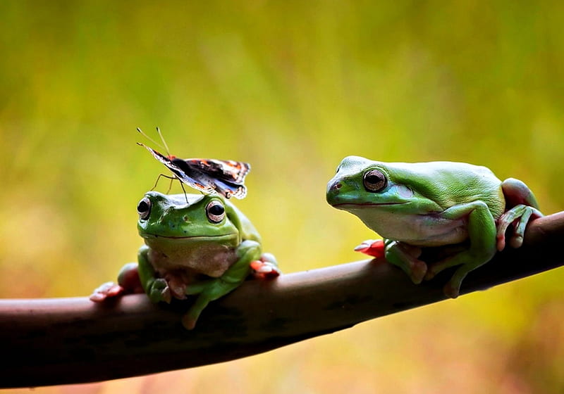 Don't move!, frog, green, insect, funny, branch, couple, HD wallpaper