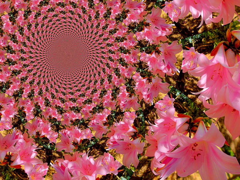 Lilies, rosette, flowers, fractals, pink, HD wallpaper