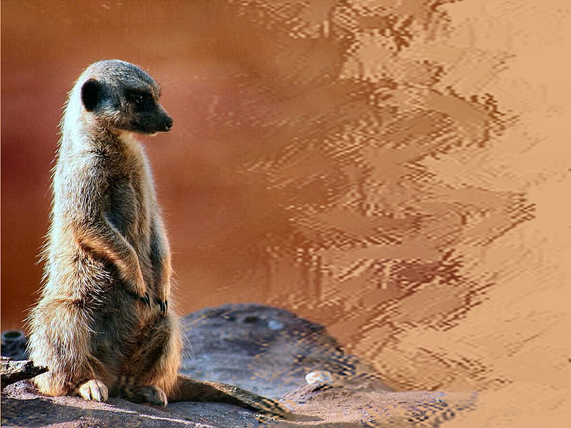 Meerkat F1, meerkat cute, graphy, desert, nature, rodent, animal, HD wallpaper
