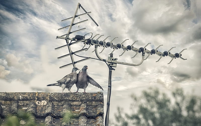house, roof, tv antenna, two doves, HD wallpaper