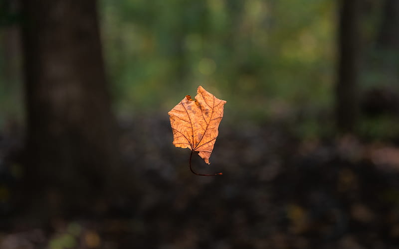 leaf, maple, dry, autumn, macro, HD wallpaper