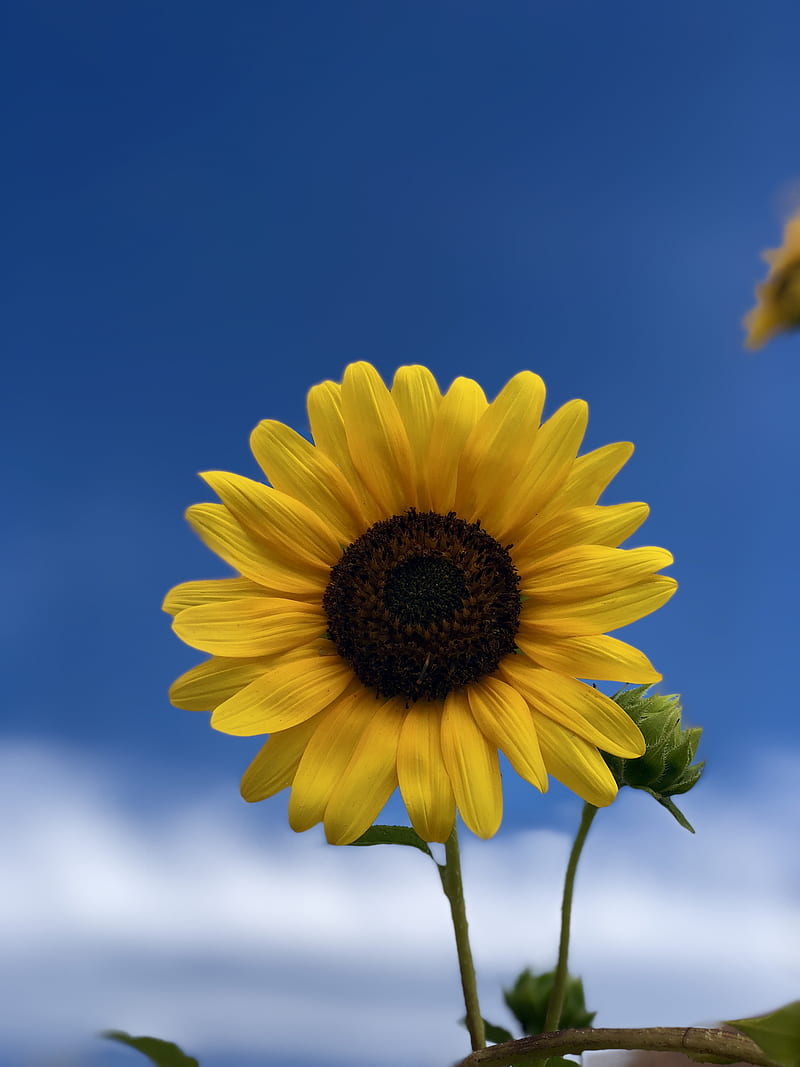 Girasol amarillo, Fondo de pantalla de teléfono HD | Peakpx