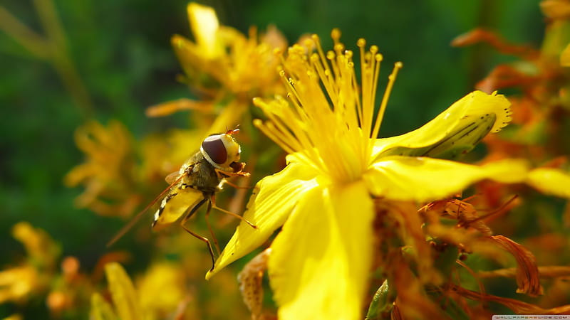 hoverfly, flower, yellow, insect, HD wallpaper