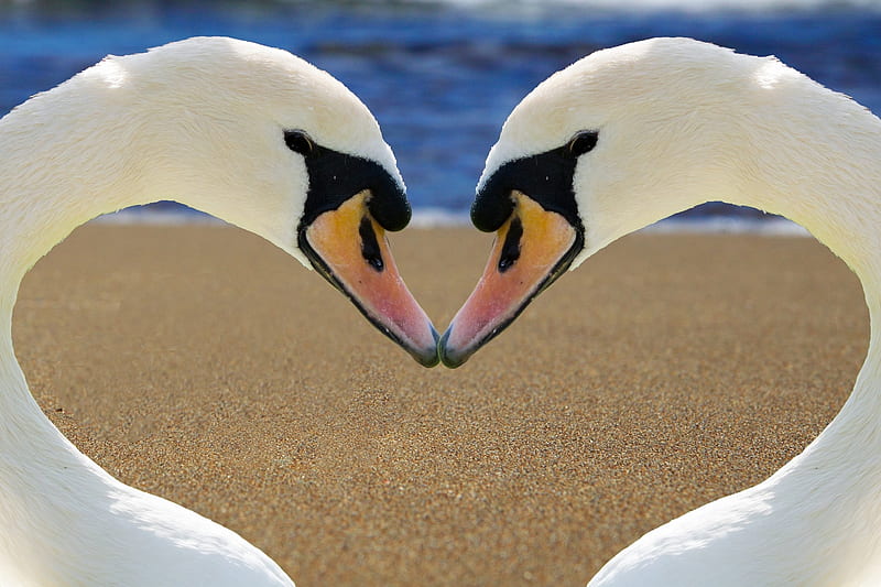 •ღ✿ღ•, swan, bird, love, animal, HD wallpaper