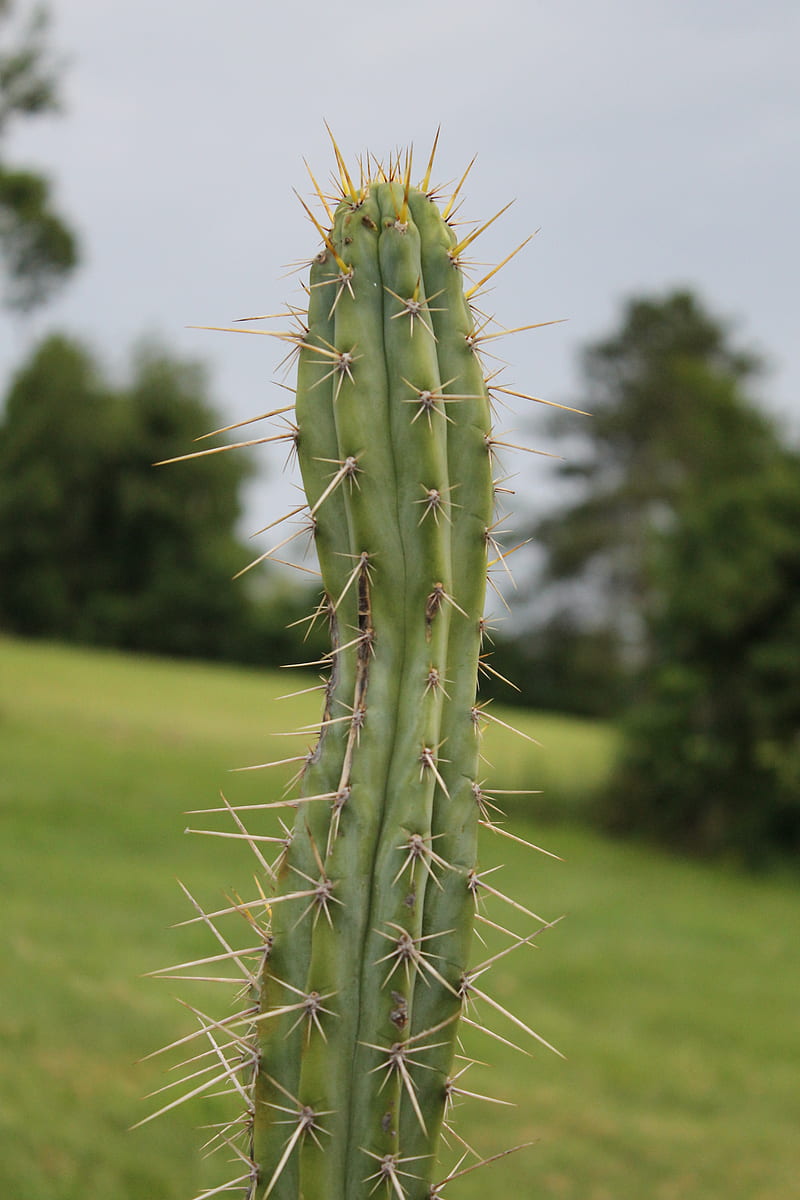 Cacti, natural, unedited, HD phone wallpaper