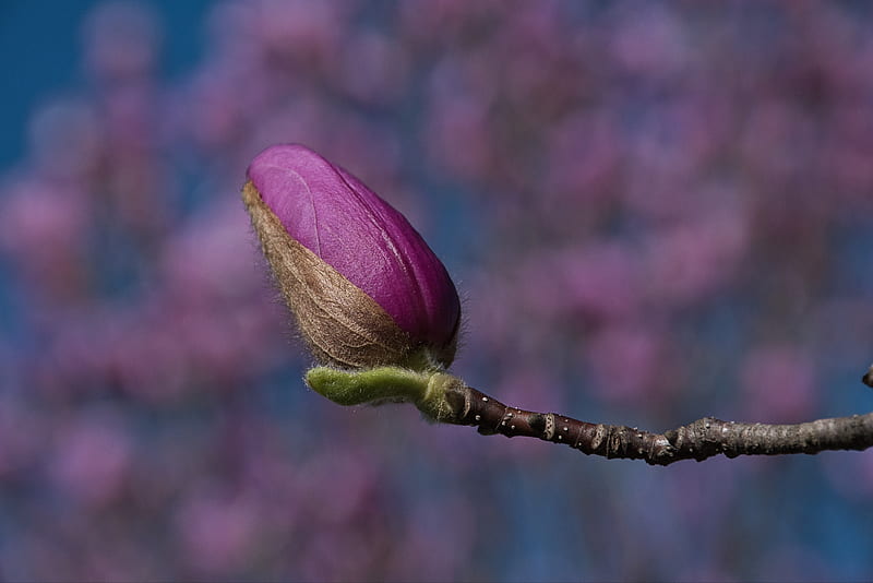 purple flower bud in close up graphy, HD wallpaper