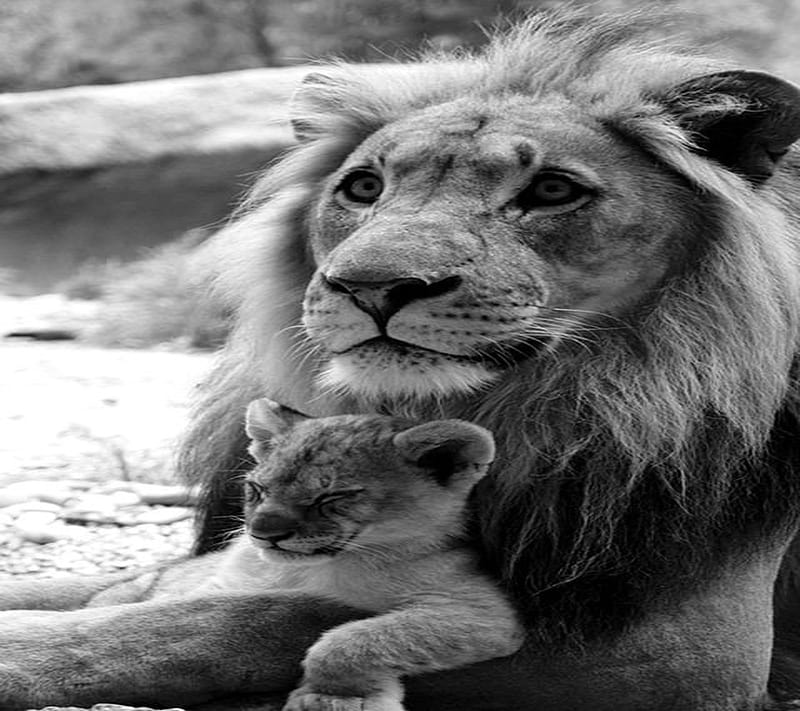 Leones impresionantes, impresionantes, leones, Fondo de pantalla HD | Peakpx