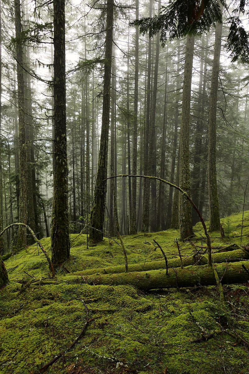 forest, fog, trees, moss, HD phone wallpaper