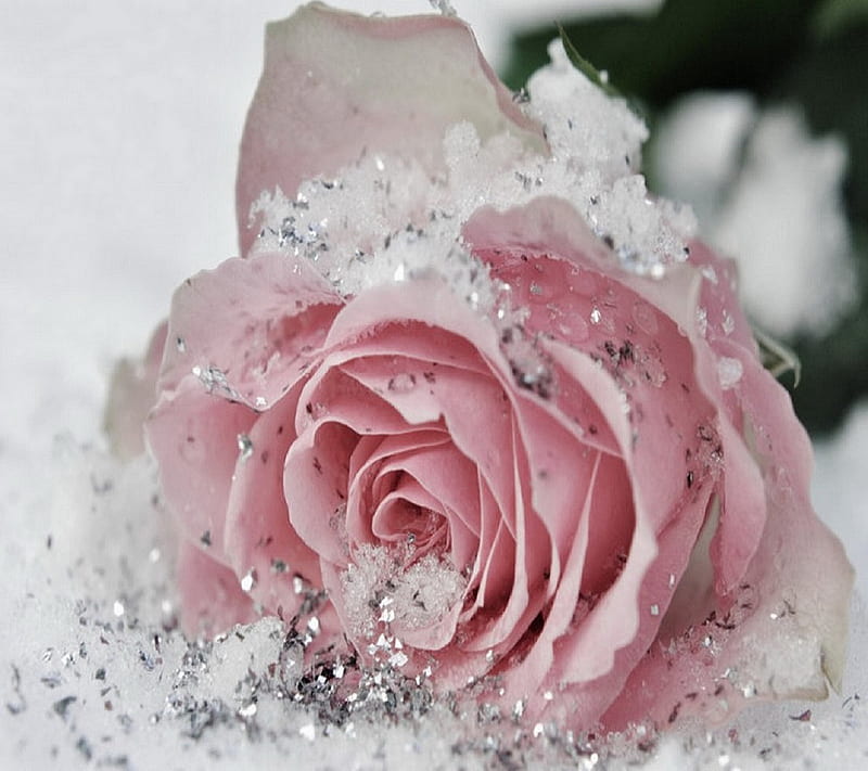 Frozen Rose, pink, HD wallpaper