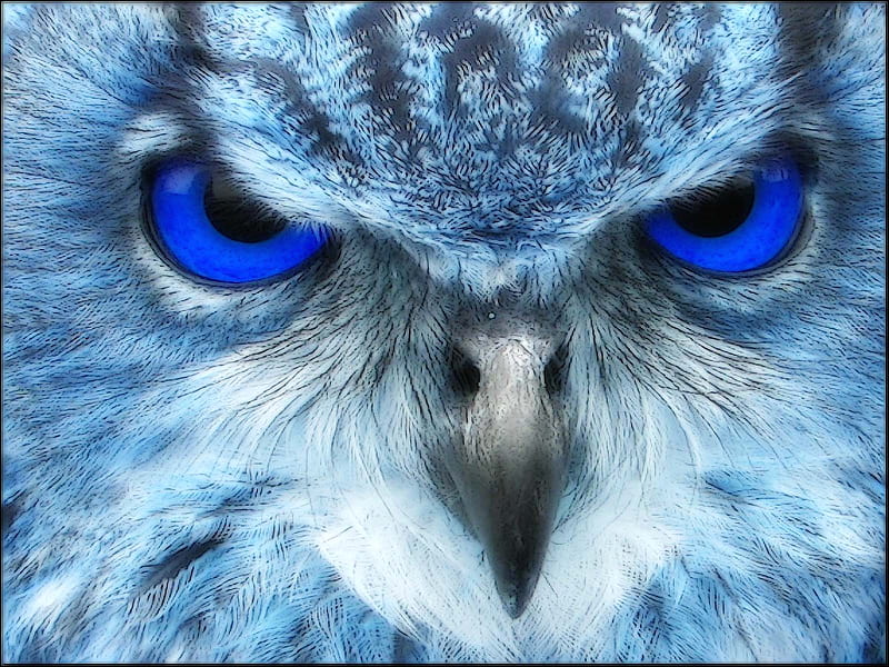 The Watcher, owl, art, bird, birds, owls, animals, HD wallpaper