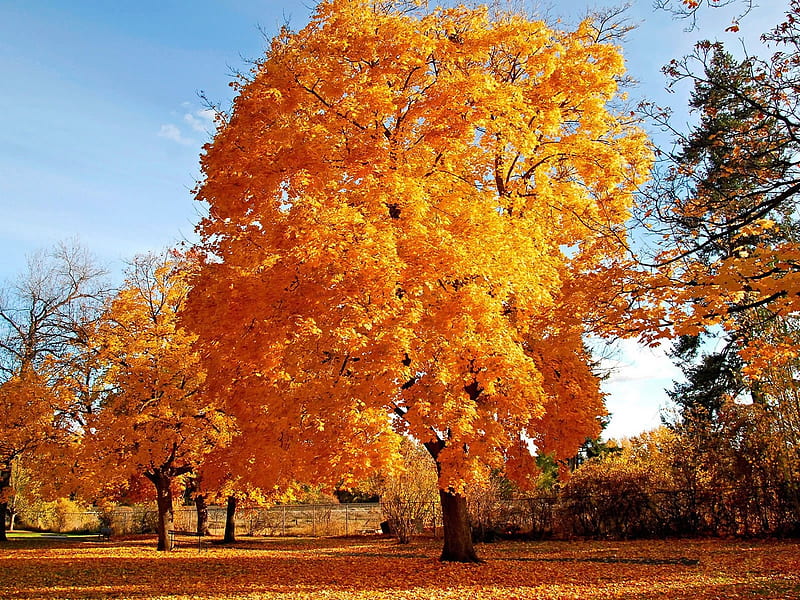 Autumn-big-trees, autumn, view, beautuiful, trees, sky, leaves, nature,  season, HD wallpaper | Peakpx