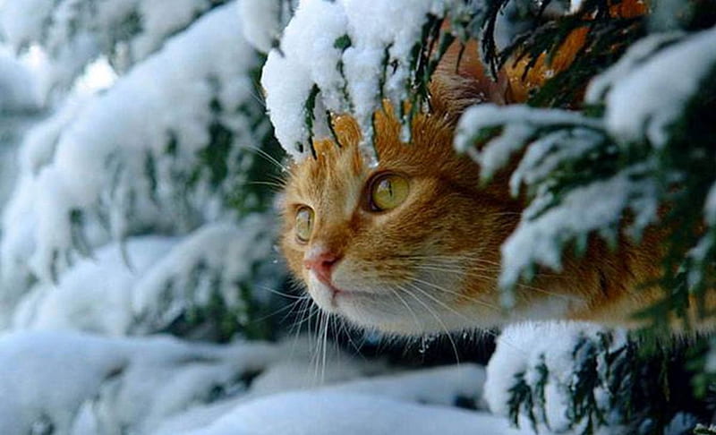 Snow Kitty, Cute, Cat, Snow, Animals, Winter, HD wallpaper | Peakpx