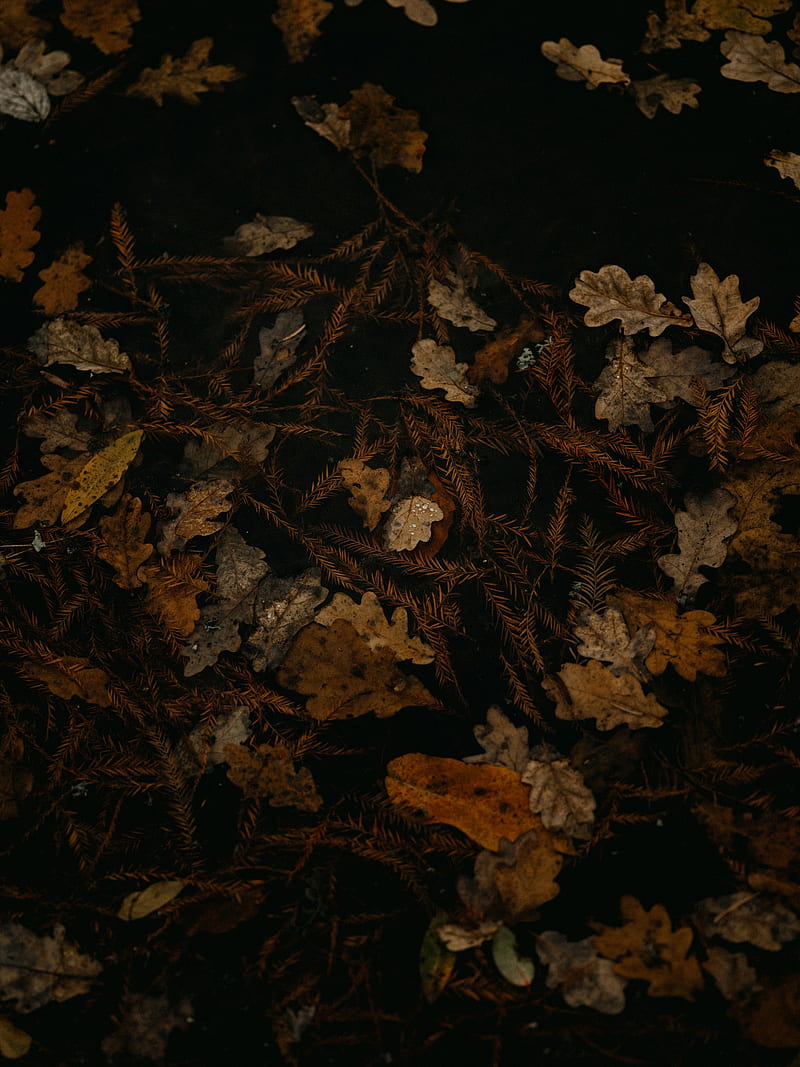 fallen leaves, leaves, dry, brown, autumn, HD phone wallpaper