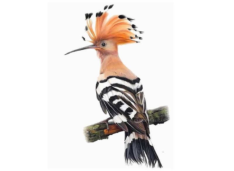 Birds, Animals, Zoology, Ornithology, HD wallpaper