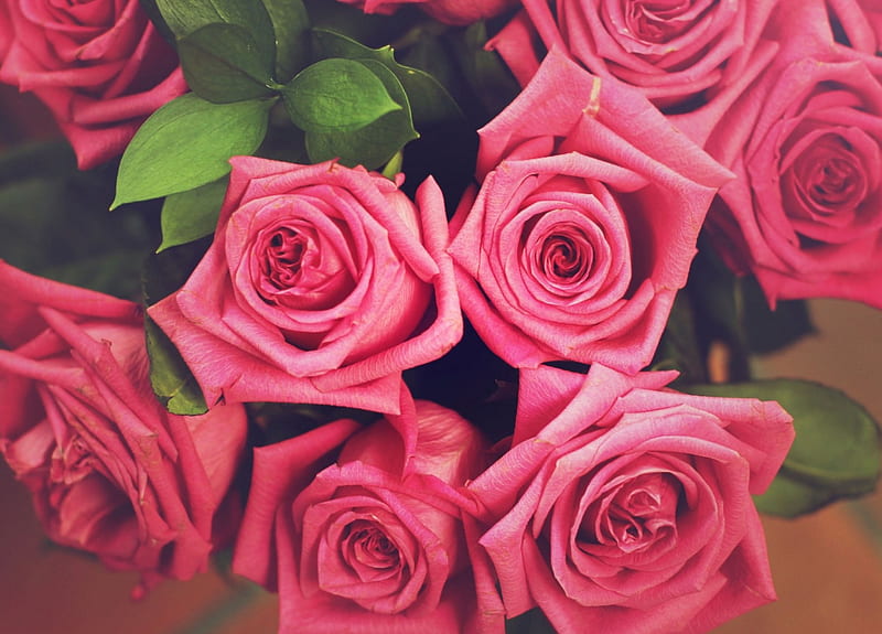Pink roses, green, bouquet, rose, flower, day, valentine, mother, pink ...