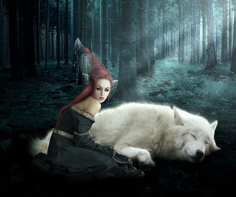 Lobo durmiendo, bosque, lobo, dormir, blanco, Fondo de pantalla HD | Peakpx