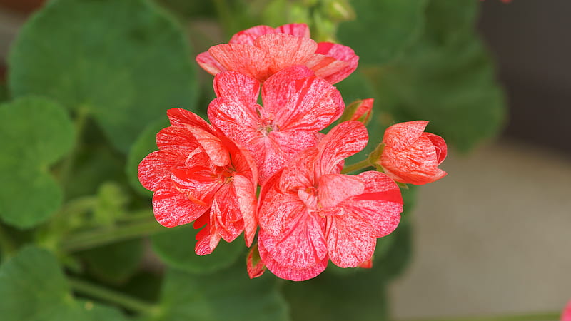 Geranium(Single New Life), Red, White, Poppy Red, 3840x2160, Single New Life, Pink, Geranium, Coral Red, Zeraniumu, Pelargonium, Flowers, Flower, HD wallpaper
