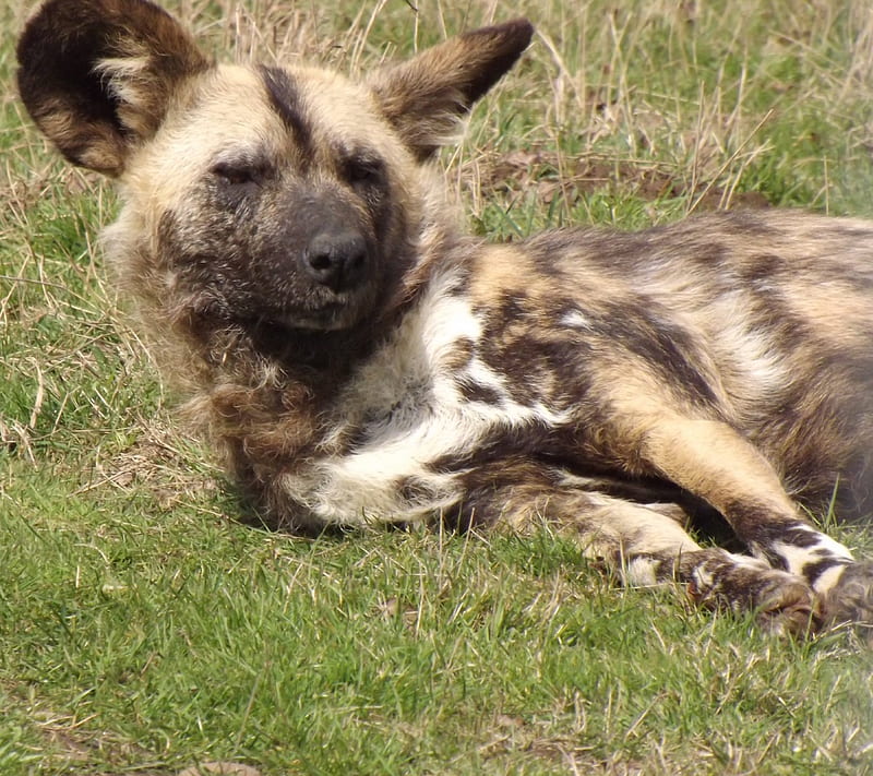 Painted Hunting Dog Relaxing, Painted Dog, Hunting Dog, African Dog, Painted Hunting Dog, HD wallpaper