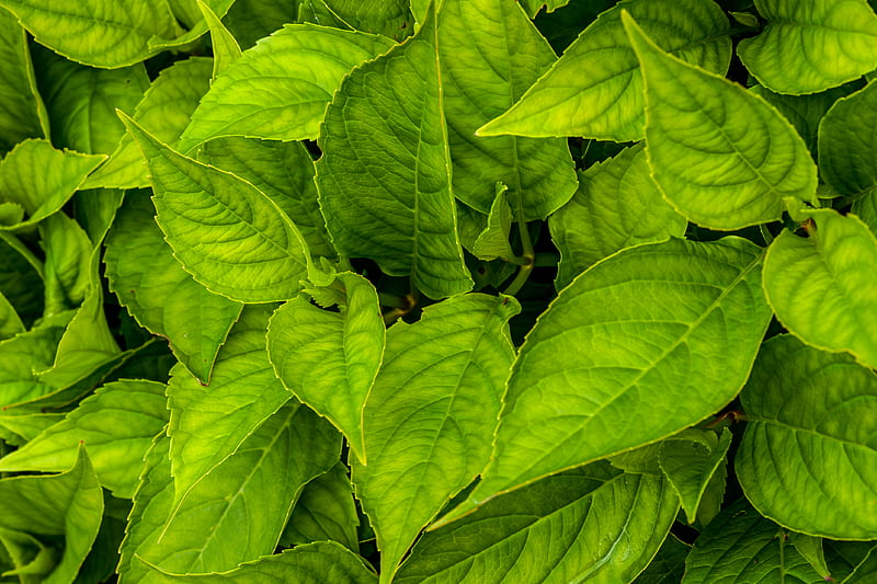 Green sweet basil plant HD wallpaper Peakpx