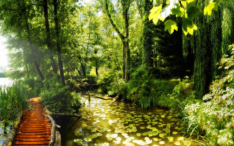 Path In The Forest, architecture, pretty, sun, grass, magic, splendor, path, beauty, wood, lovely, sky, trees, sunrays, water, rays, lily, pads, wooden, woods, sunny, bonito, waterlily, leaves, green, bridge, way, river, ray, light, forest, view, sunlight, lilies, colors, tall, lake, pond, tree, daylight, peaceful, summer, day, nature, HD wallpaper