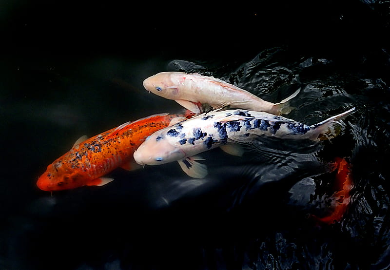 Koi fish, fish, water, ripples, HD wallpaper | Peakpx