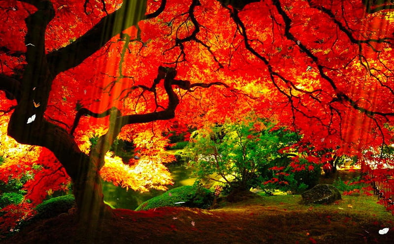Jardín animado, otoño, rojo, bonito, vistoso, otoño, que cae, hermoso,  follaje, Fondo de pantalla HD | Peakpx