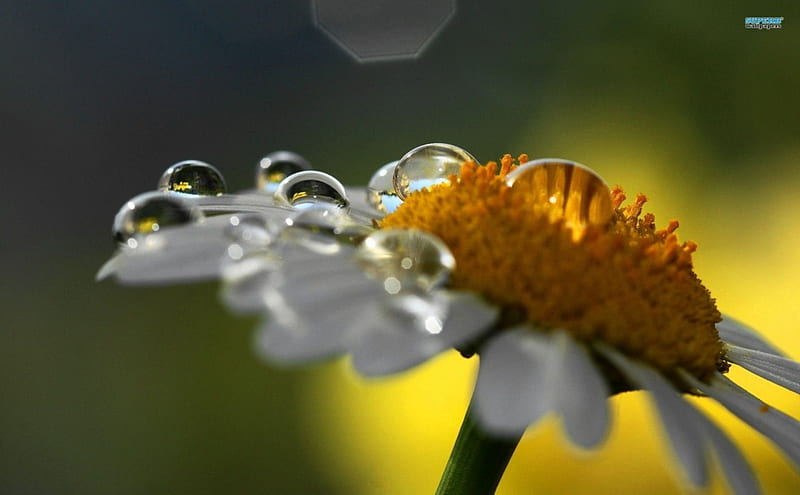 Oxeye Daisy, Oxeye, Daisy, Droplets, Nature, Flower, HD wallpaper