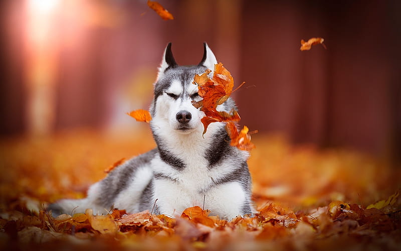 Siberian Husky, forest, pets, cute animals, autumn, Husky, cute dog, dogs, Siberian Husky Dog, HD wallpaper