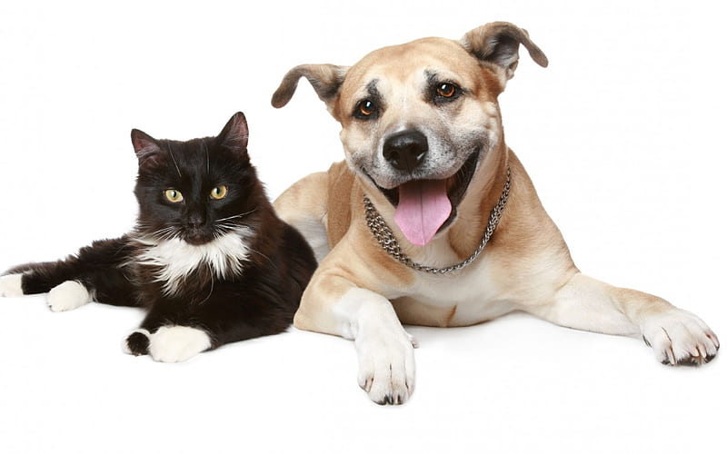Cat and dog, domestic, cat, animals, dog, HD wallpaper