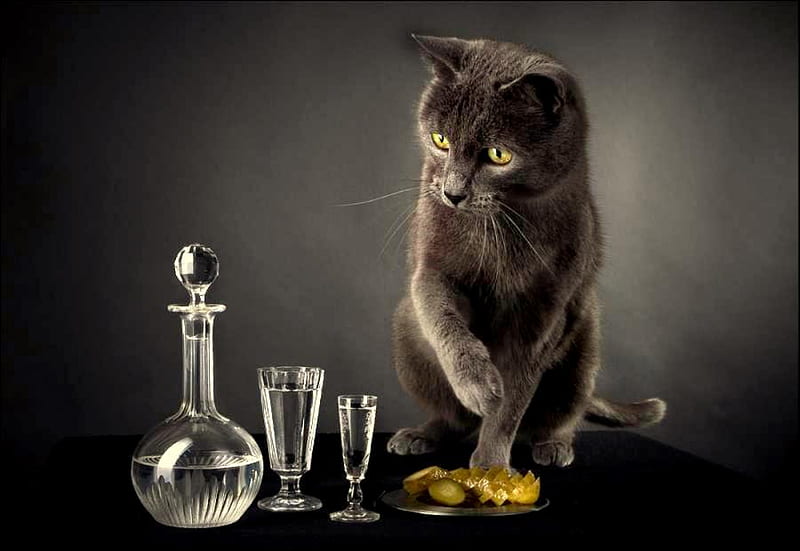 Curiousity, table, carafe, fruits, glasses, black, cat, grey cat, animal, lime, still life, glass, jug, HD wallpaper