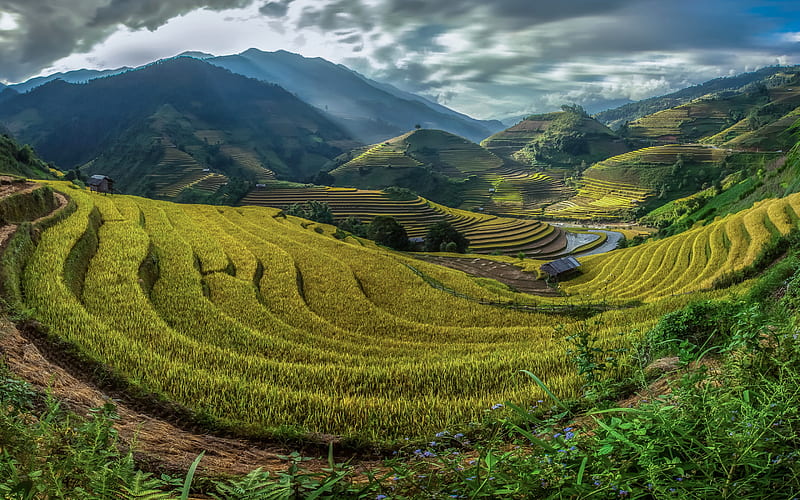 Bali, rice fields, mountains, Asia, HD wallpaper